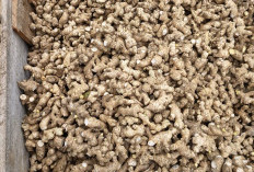 Tunggu Masa Panen, Jahe Gajah Jadi Investasi  Ekonomi di Lombok Timur