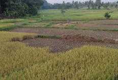 Harga Gabah di Pesbar Naik,  Tembus Rp6.300 Perkilogram