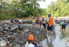 Musim Tanam Rendeng 2024, DKPP Pesisir Barat Targetkan 8.350 Hektar Sawah Tertanami