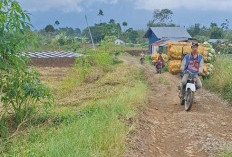 BERTAHUN-TAHUN RUSAK  Jalan Dusun Talang Tengah  Belum Tersentuh Pembangunan