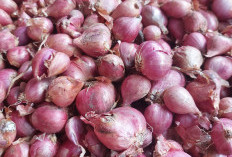 Harga Bawang Merah Turun Jadi Rp20.000 Perkilogram