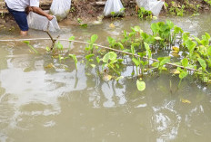 Program Ketahanan Pangan, Peratin Karangagung Penebaran Benih Ikan 