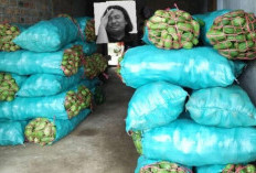 Pasca Nataru, Harga Labu Anjlok 