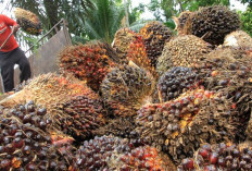 Indonesia Hadapi 5 Sengketa Dagang dengan Uni Eropa 