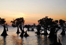 Keindahan Sunset Artistik di Pantai Walakiri