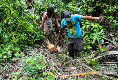 Taman Nasional Tesso Nilo Terancam: Warga Tinggal di Hutan Lindung, Sertifikat Tanah Ilegal Ditemukan