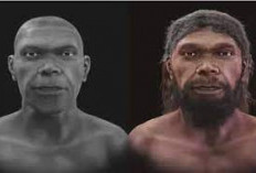 Mengungkap Perbedaan Perkembangan Wajah Neanderthal dan Manusia Modern