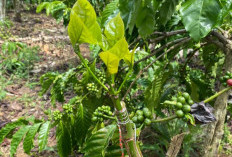 Tingkatkan Produksi Kopi, Disbunnak Lakukan Berbagai Upaya Inovatif untuk Petani