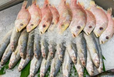 Mengawetkan Ikan Laut, Lakukan Cara InI   