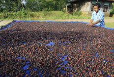 Bantuan Sarana Prasarana Tersalur, Petani Kopi Diminta Jaga Mutu dan Kualitas 