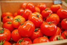 Lebaran, Harga Tomat Capai Rp30 Ribu/Kg