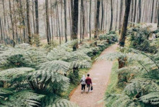 Orchid Forest Cikole  Harmoni Alam dan Edukasi di  Tengah Hutan Pinus Lembang