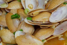 Kerang Batik Nutrisi, Manfaat, dan Cara Mengolahnya