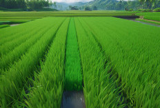 Sawah di Way Batang Masih Butuh Jaringan Irigasi