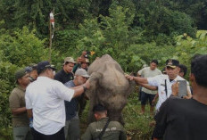 Gajah Betina Sakit Mencari Pertolongan ke Perkampungan, Kini Telah Kembali ke Hutan