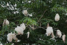 Ternyata Manfaat Daun Randu Bisa Cegah Infeksi dan Atasi Diare