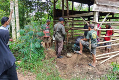 Kembali Mengancam! Harimau Sumatera Mangsa Ternak di Pagar Bukit