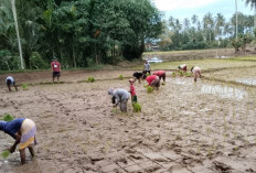 Dukung Swasembada Pangan di 2025, Targetkan Tiga Kali Tanam Padi