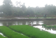 DKPP Gencarkan Pengendalian Hama