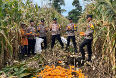 Dukung Ketahanan Pangan, Polsek Bengkunat Panen  Jagung Bersama Petani