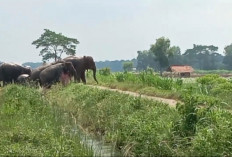 Gajah Liar TNWK Rusak Puluhan Hektare Sawah Warga