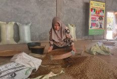 KEMBALI MELEMAH  Harga Jual Kopi Robusta Rp67.000 Perkilogram