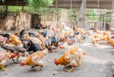 Apa Saja Perbedaan Ayam Kampung dan Ayam Ras?