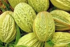 Buah Langka Makambo: Kekayaan Tropis yang Terlupakan