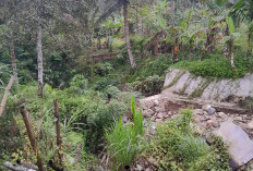 Perbaikan Bendungan Selesai, 70 Hektar Sawah Kembali Terairi