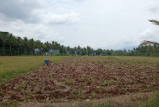 Musim Hujan, Petani di BNS Mulai Proses Tanam Padi di Sawah