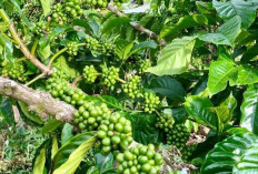 Produksi Kopi Diprediksi Stabil di Tahun 2025 