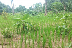 Kurangi Biaya Operasional, Petani di Pesbar Tanam Padi Darat Tanpa Olah Tanah