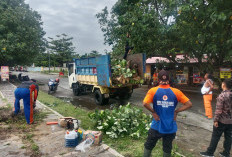 Antisipasi Dampak Pohon Tumbang,  BPBD Lakukan Pemangkasan di Jalan Wisata