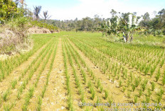 Kemarau, Persawahan di Kebun Tebu Mulai Terdampak