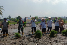 DKPP Adakan Temu Lapang  untuk Percepatan Tanam Padi