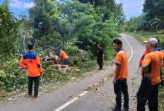 Pohon Tumbang Dominasi Bencana Alam di Pesisir Barat