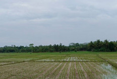 Pasca Terendam Banjir, Puluhan Hektare Tanaman Padi di Negeri Ratu Ngambur Aman