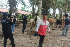 Sebelum Jual Ternak, Peternak Wajib Urus SKKH di DKPP Pesbar