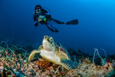 Terumbu Karang Indonesia, Keajaiban di Bawah Laut Terluas di Dunia