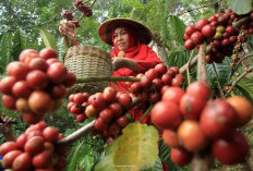 Kabupaten Lampung Barat Jadi Penghasil Kopi Terbesar di Provinsi Lampung, Namun UMK Masih Terbilang Rendah
