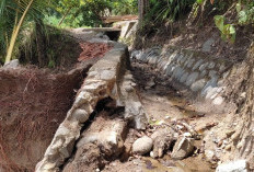 Tak Ada Perbaikan Saluran, Irigasi Sawah di Gedau  Tidak Bisa Digarap