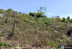 Cabai Geprek Jadi Andalan  Ketahanan Pangan Negeri Ratu 