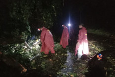 Hujan dan Angin,  Pohon Tumbang Sempat  Tutupi Jalur Liwa-Krui 