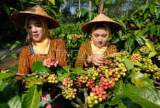 10 Provinsi Penghasil Kopi Terbesar di Indonesia, Lampung Peringkat Kedua