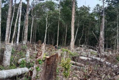 Hutan Lindung Seluas 11 Hektar di Belalau Rusak Akibat Pembalakan Liar