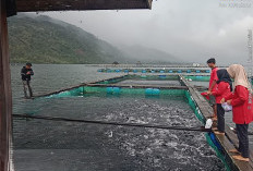 BUMDes Sukamaju Panen Perdana Nila KJA Program Ketahanan Pangan 