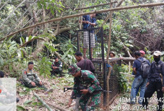 2 Unit Kandang Jebak dan 3 Kamera Trap Dipasang di Lokasi 'Harimau Memangsa Manusia'