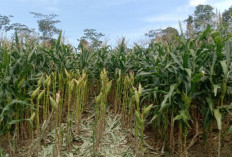 Siapkan Rp6 Triliun Serap Jagung Petani  Bulog Diminta Beli 1 Juta Ton,  Harga Patokan Rp5.500/Kg
