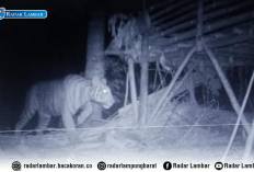 Tertangkap Kamera Trap, Ini Penampakan Harimau Sumatera Pemangsa Ternak Warga Pelitajaya