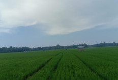 Ancaman Alih Fungsi Lahan Sawah,  DKPP Pesbar Imbau Petani Dukung Ketahanan Pangan